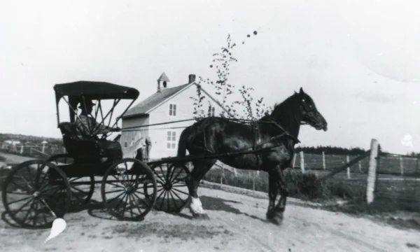 inconnu — cheval — Tags: cheval, voiture