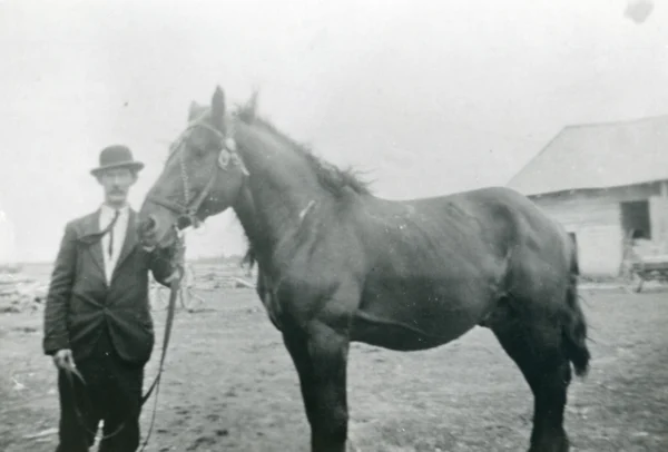 inconnu — cheval — Tags: cheval