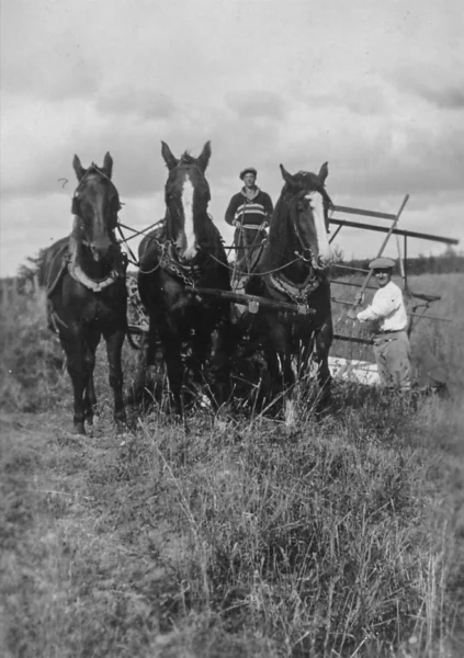 Gabriel Lemay — agriculture — Tags: agriculture, cheval — Les foins