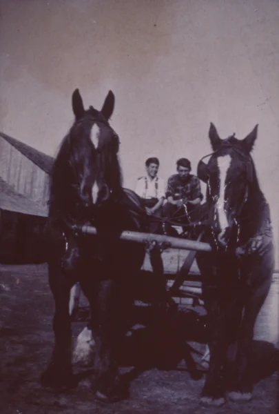 inconnu — cheval — Tags: cheval, portrait