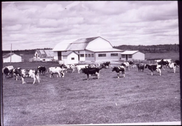 inconnu — agriculture — Tags: agriculture, animal